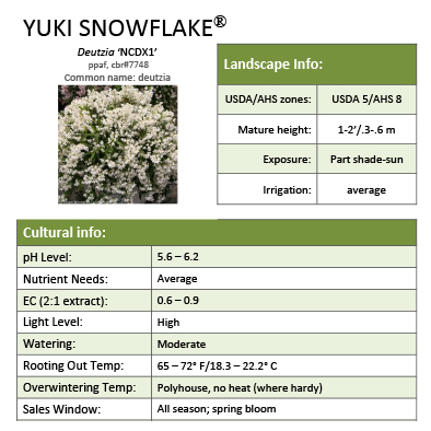 Preview of Yuki Snowflake® Deutzia grower sheet PDF