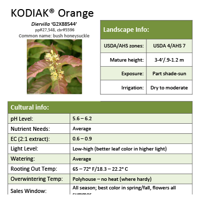 Preview of Kodiak® Orange Diervilla grower sheet PDF