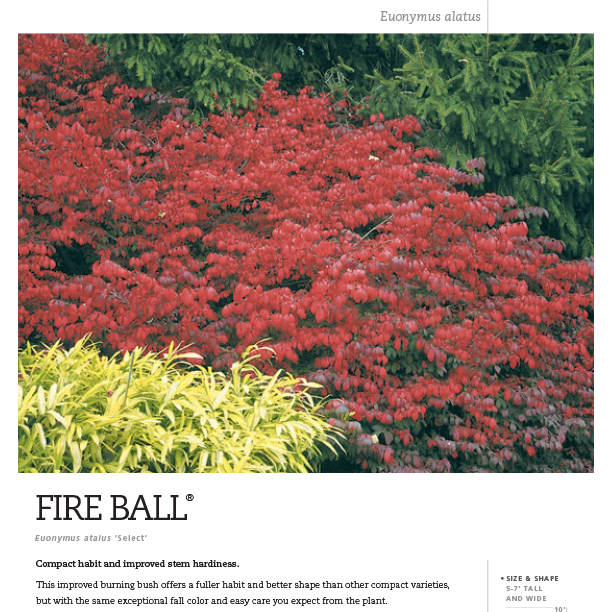 Preview of Fire Ball® Euonymus spec sheet PDF