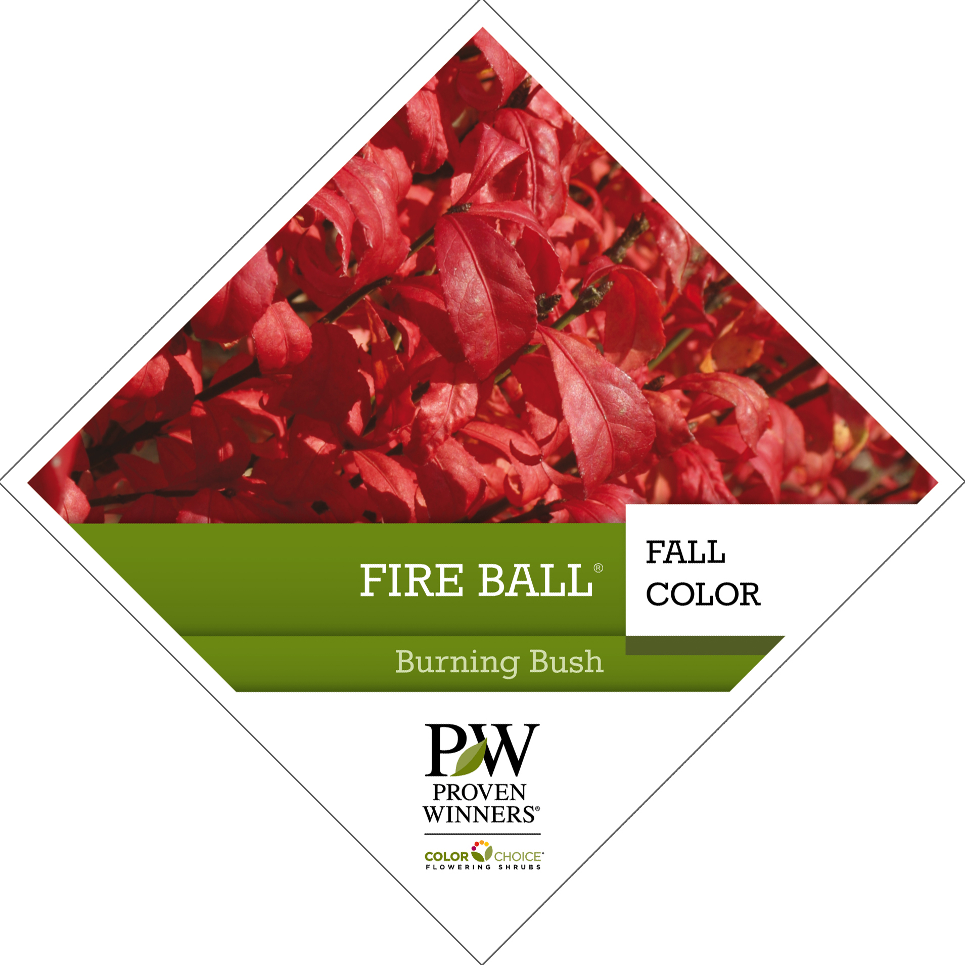Preview of Fire Ball® Euonymus PDF