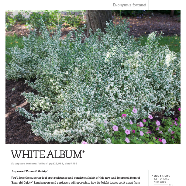 Preview of White Album® Euonymus spec sheet PDF
