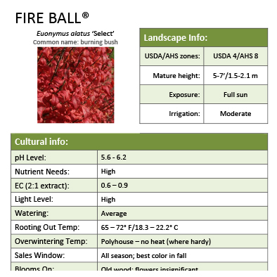 Preview of Fire Ball® Euonymus grower sheet PDF