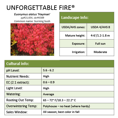 Preview of Unforgettable Fire® Euonymus Grower Sheet PDF
