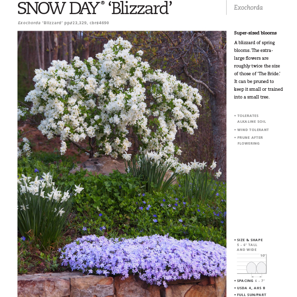 Preview of Snow Day® ‘Blizzard’ Exochorda PDF