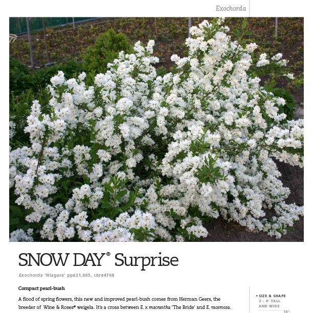 Preview of Snow Day® Surprise Exochorda Spec Sheet PDF