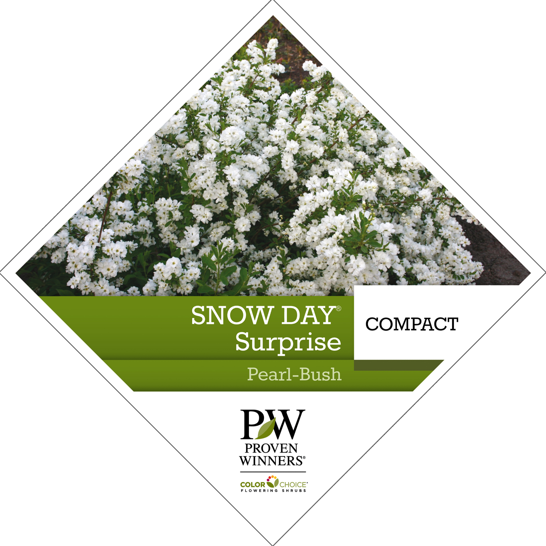 Preview of Snow Day® Surprise Exochorda Tag PDF