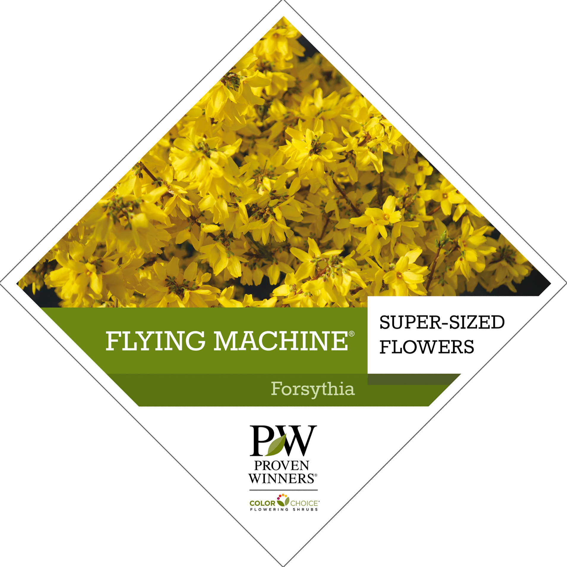 Preview of Flying Machine® Forsythia Tag PDF