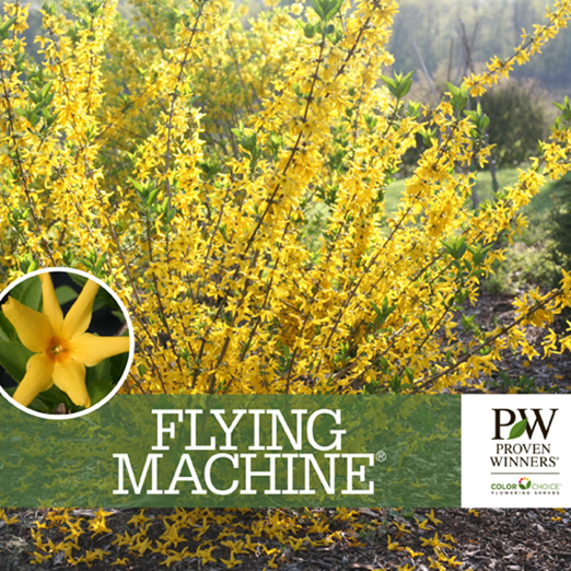 Preview of  Flying Machine® Forsythia Benchcard PDF