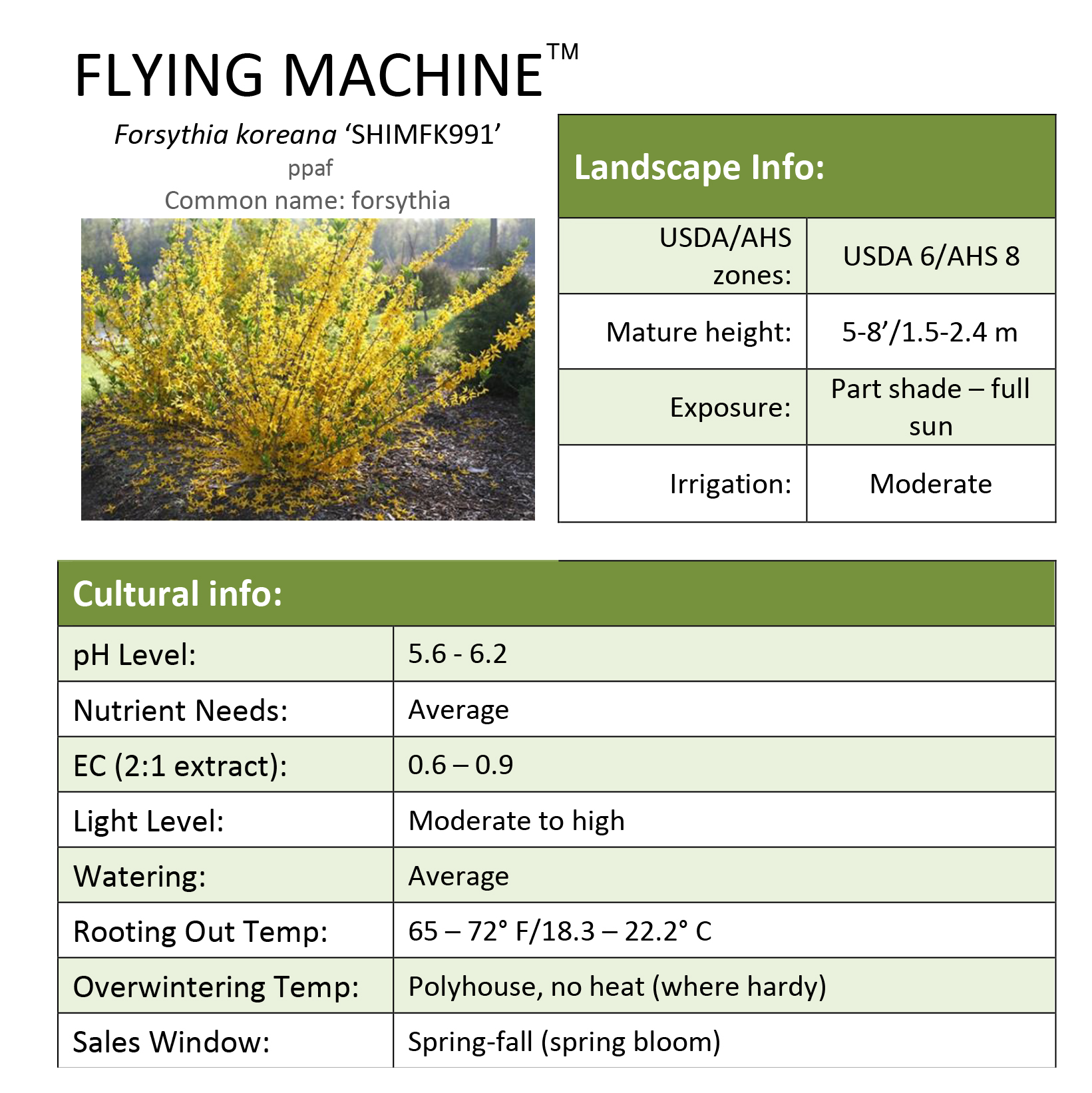 Preview of  Flying Machine® Forsythia Grower Sheet PDF