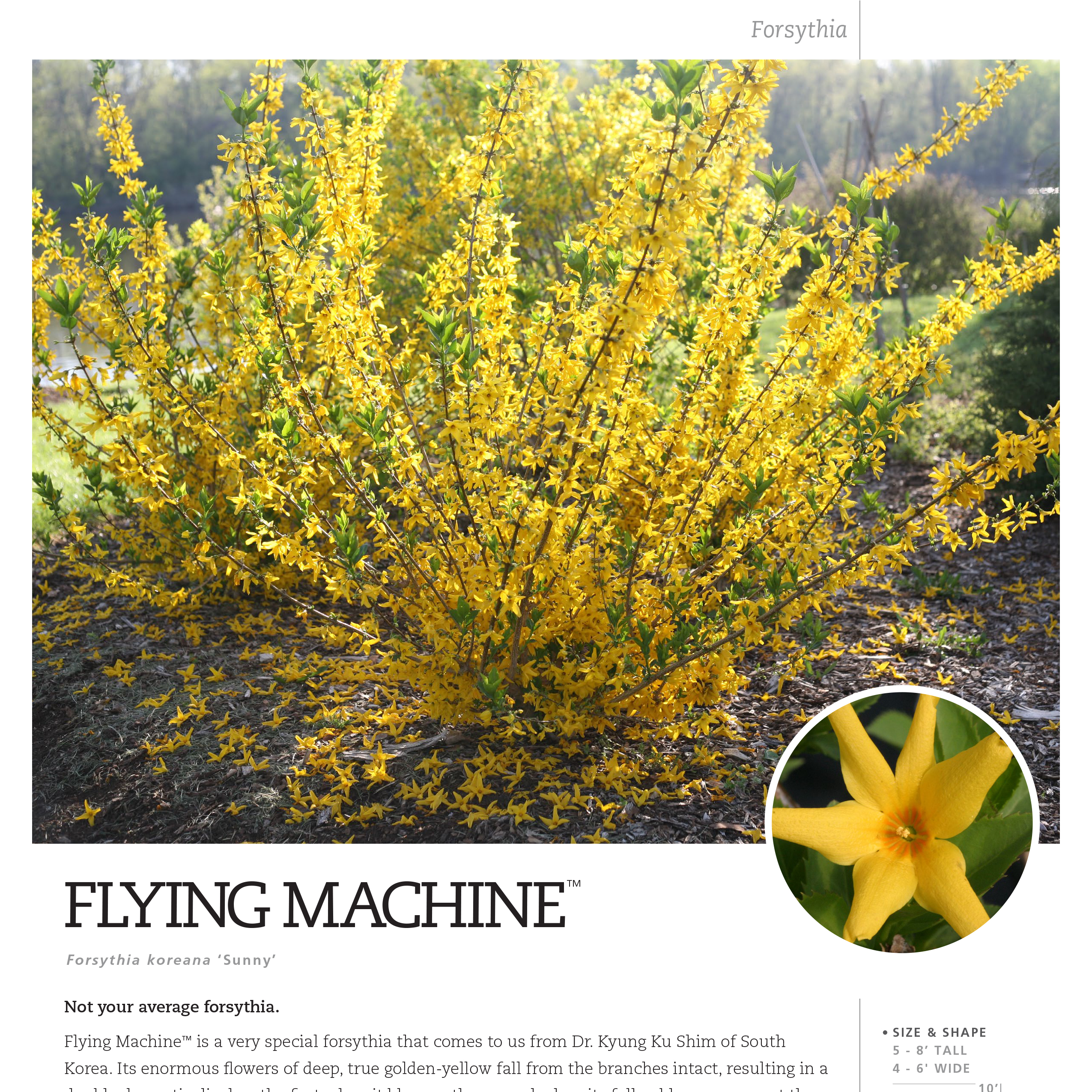 Preview of Flying Machine® Forsythia Spec Sheet PDF