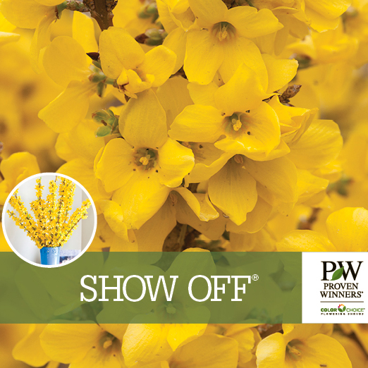 Preview of Show Off® Forsythia Benchcard PDF