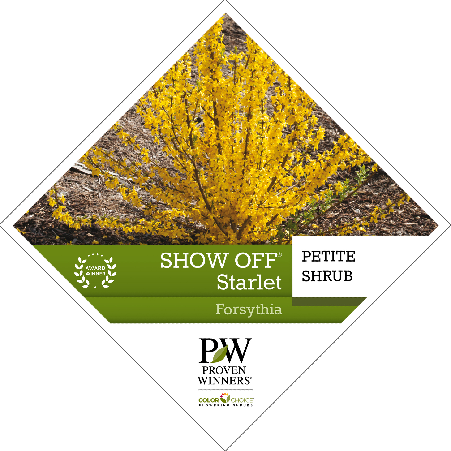 Preview of Show Off Starlet™ Forsythia Tag PDF