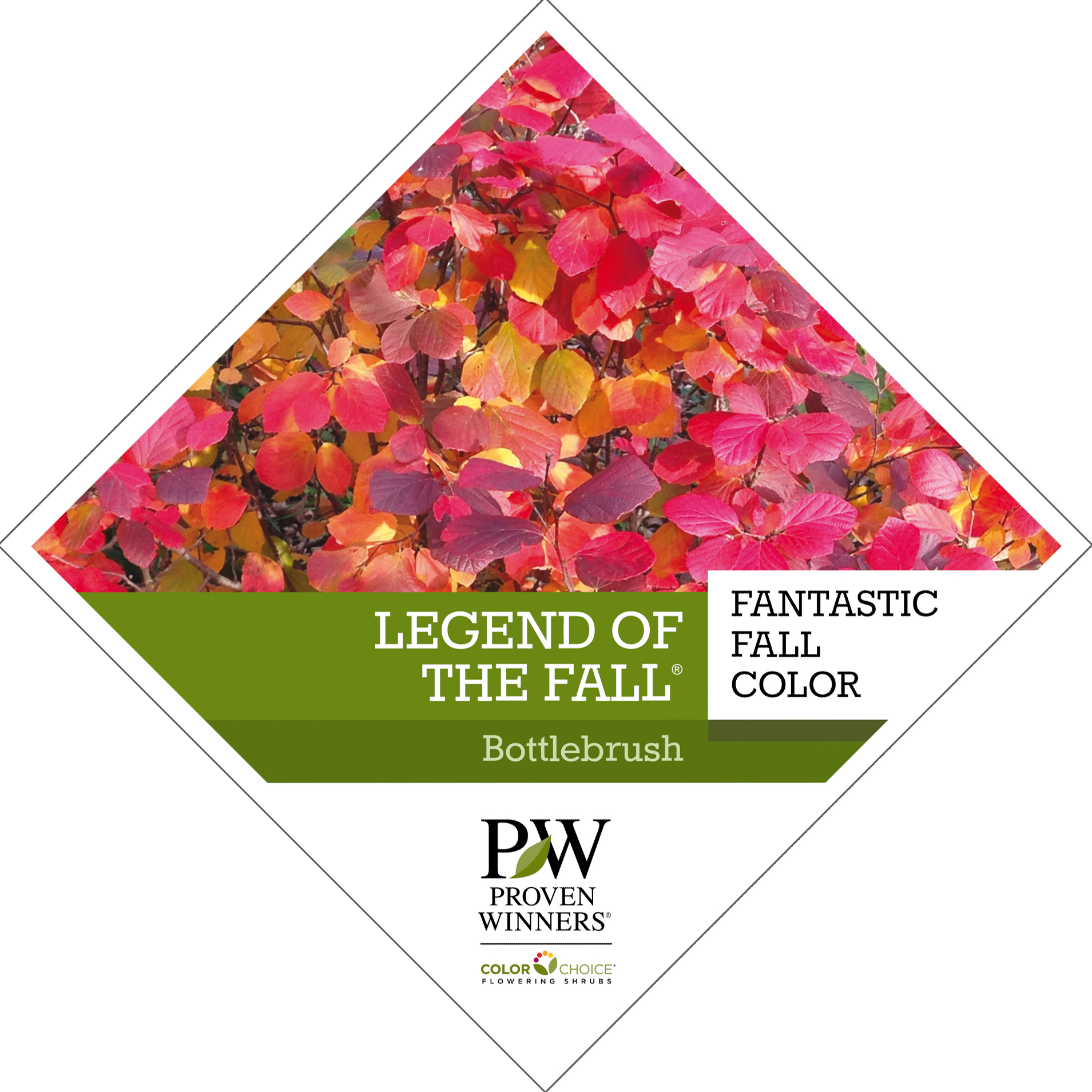 Preview of Legend of the Fall® Fothergilla Tag PDF