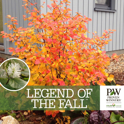 Preview of  Legend of the Fall® Fothergilla Benchcard PDF