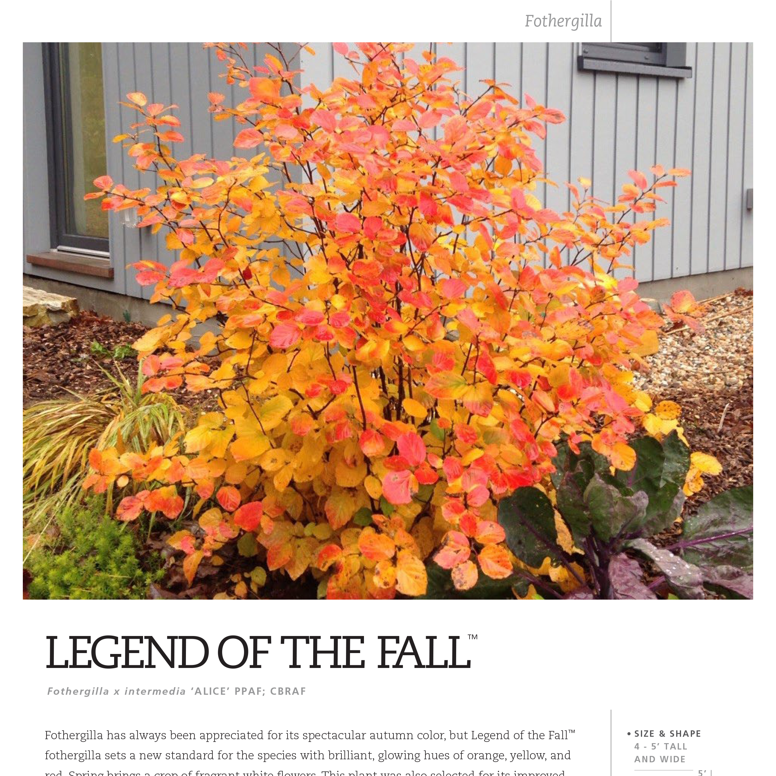 Preview of Legend of the Fall® Fothergilla Spec Sheet PDF