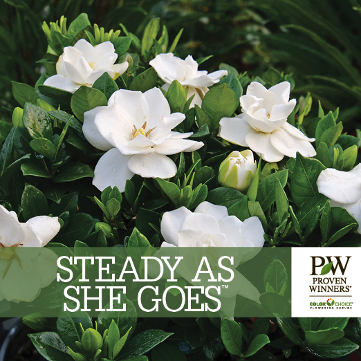 Preview of Steady as She Goes® Gardenia Benchcard PDF