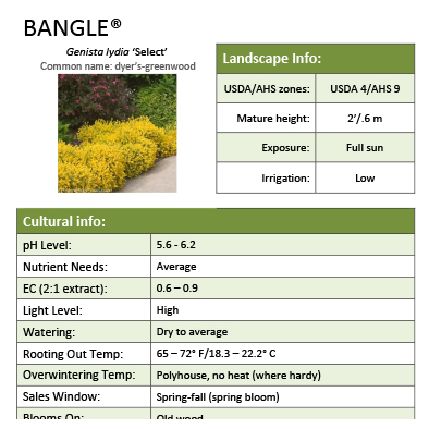 Preview of Bangle® Genista Grower Sheet PDF