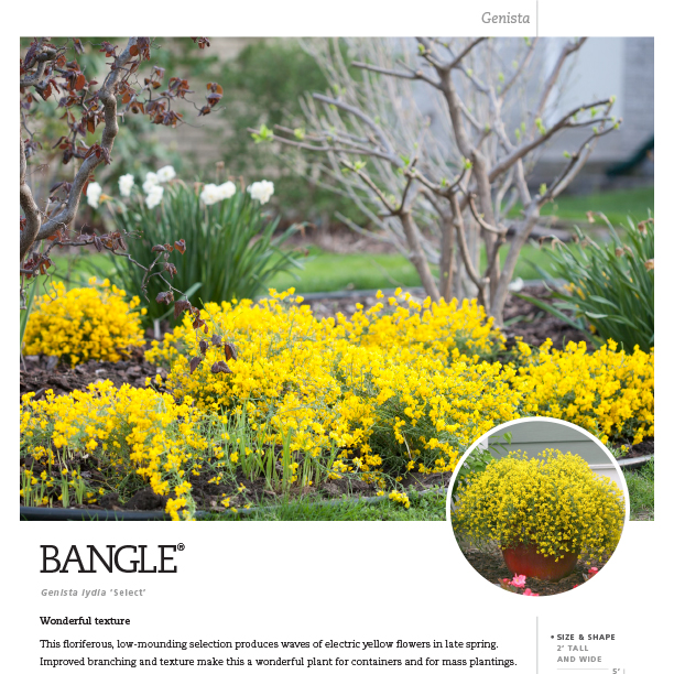 Preview of Bangle® Genista Spec Sheet PDF