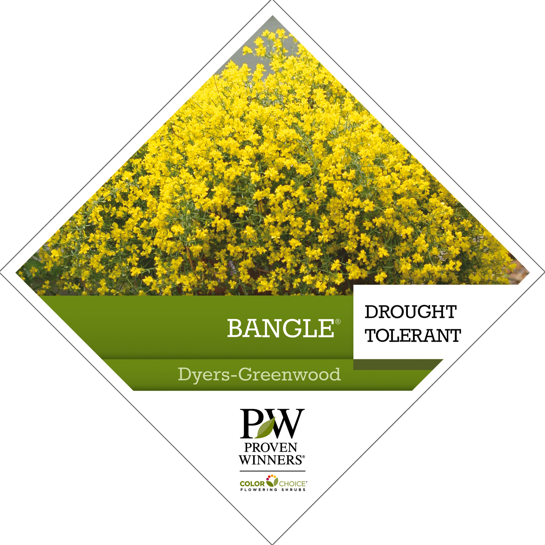 Preview of Bangle® Genista Tag PDF