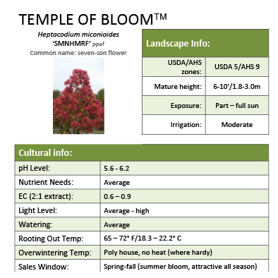 Preview of Temple of Bloom® Heptacodium Grower Sheet PDF