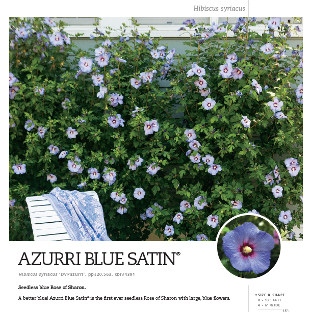 Preview of Azurri Blue Satin® Hibiscus spec sheet PDF