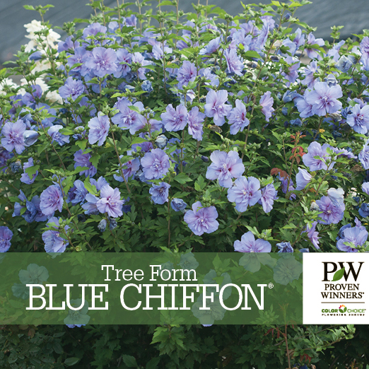 Preview of Tree Form Blue Chiffon® Hibiscus PDF
