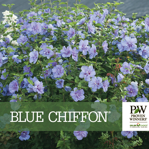 Proven Winners® Colorchoice® Blue Chiffon® Hibiscus Retail Benchcard