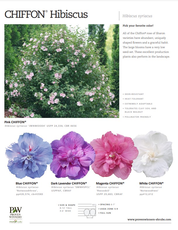 Preview of Chiffon® series hibiscus PDF
