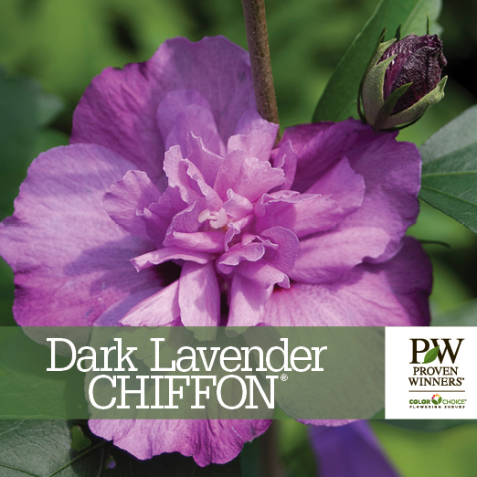 Preview of Dark Lavender Chiffon® Hibiscus Benchcard PDF