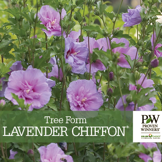 Preview of Lavender Chiffon® Hibiscus - Tree Form PDF