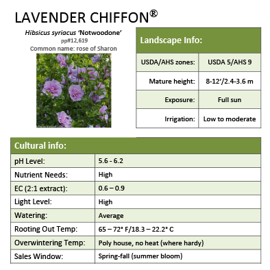 Preview of Lavender Chiffon® Hibiscus PDF