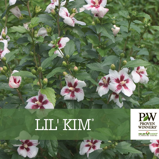 Preview of Lil’ Kim® Hibiscus Benchcard PDF