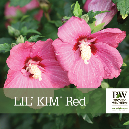 Preview of Lil’ Kim® Red Hibiscus benchcard PDF
