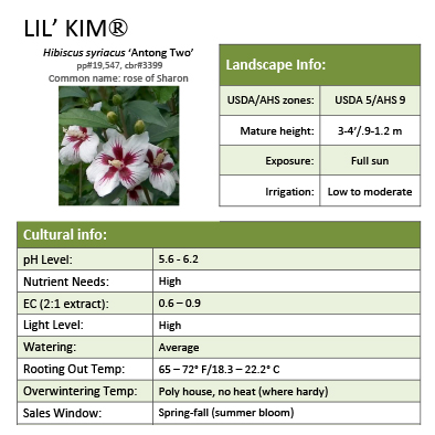 Preview of Lil’ Kim® Hibiscus Grower Sheet PDF