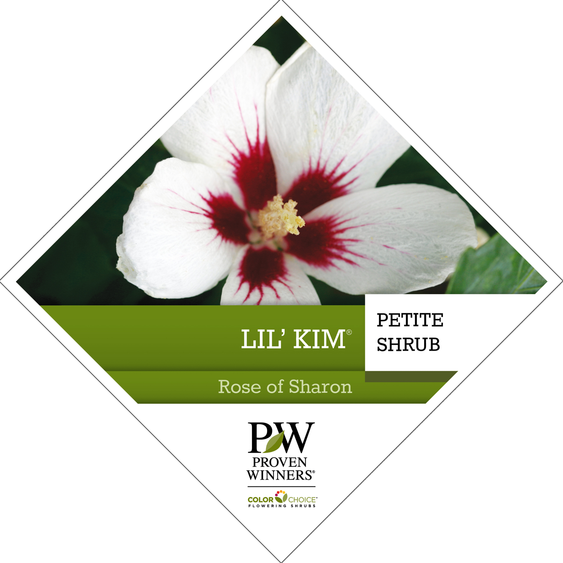 Preview of Lil’ Kim® Hibiscus Tag PDF