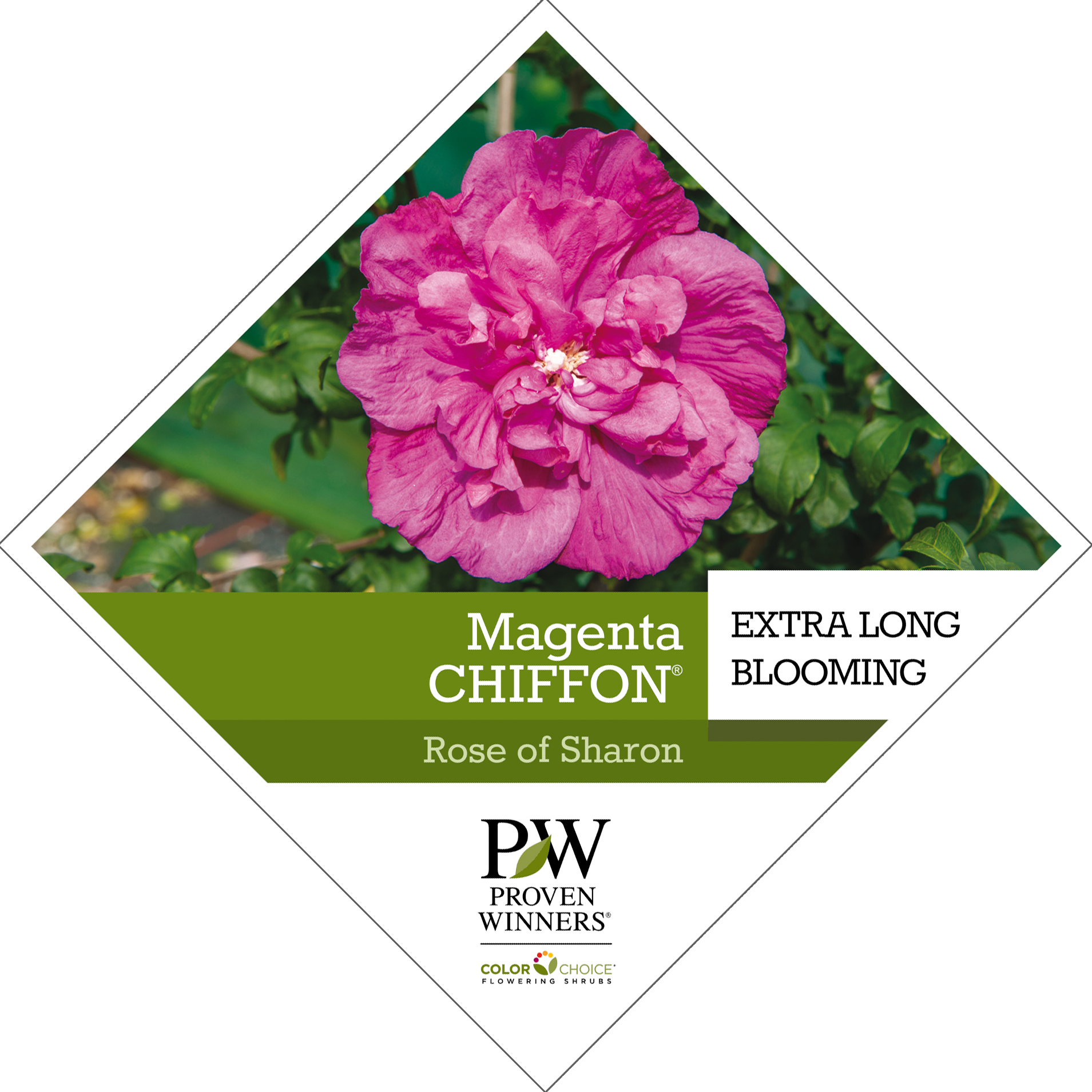 Preview of Magenta Chiffon® Hibiscus Tag PDF