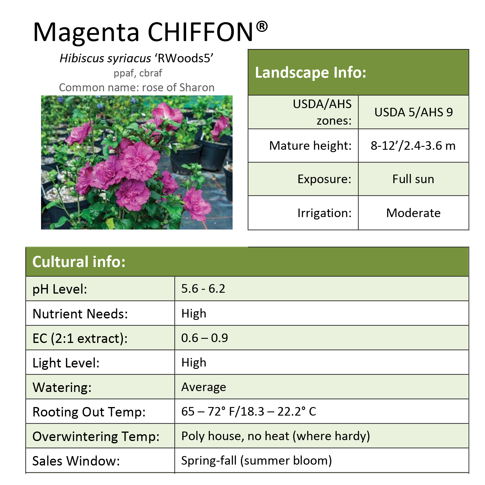 Preview of Magenta Chiffon® Hibiscus Grower Sheet PDF
