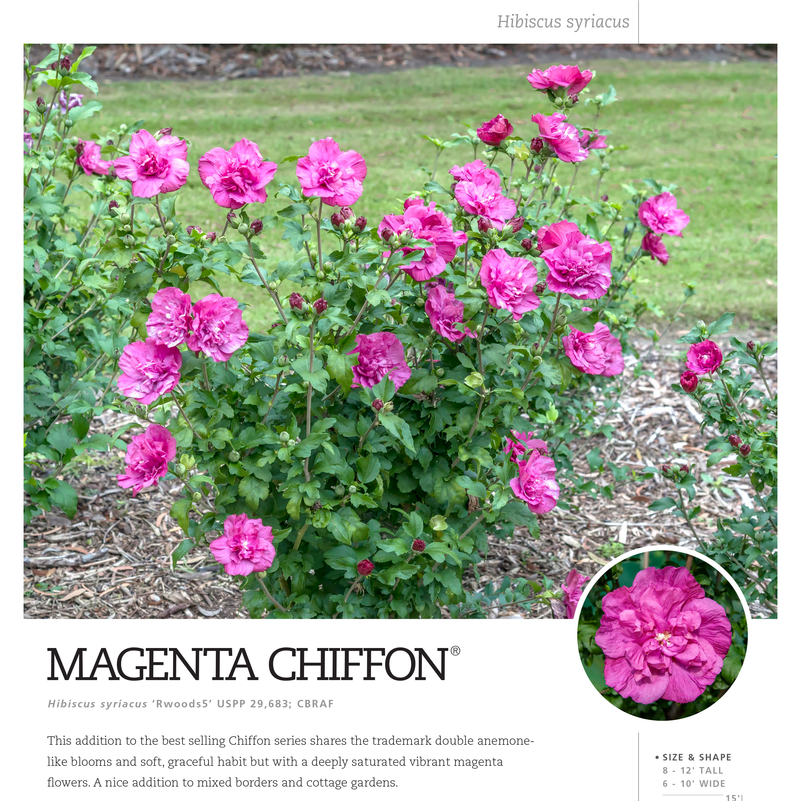 Preview of Magenta Chiffon® Hibiscus Spec Sheet PDF