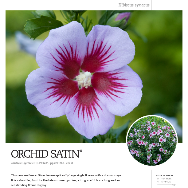 Preview of Orchid Satin® Hibiscus spec sheet PDF