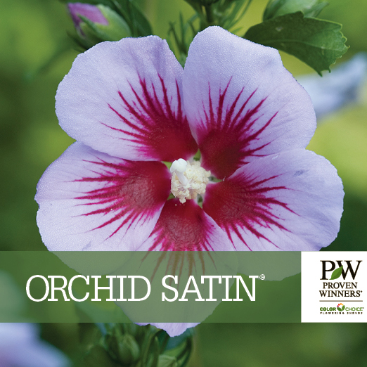 Preview of Orchid Satin® Hibiscus benchcard PDF