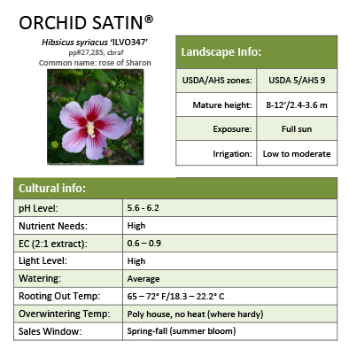 Preview of Orchid Satin® Hibiscus grower sheet PDF