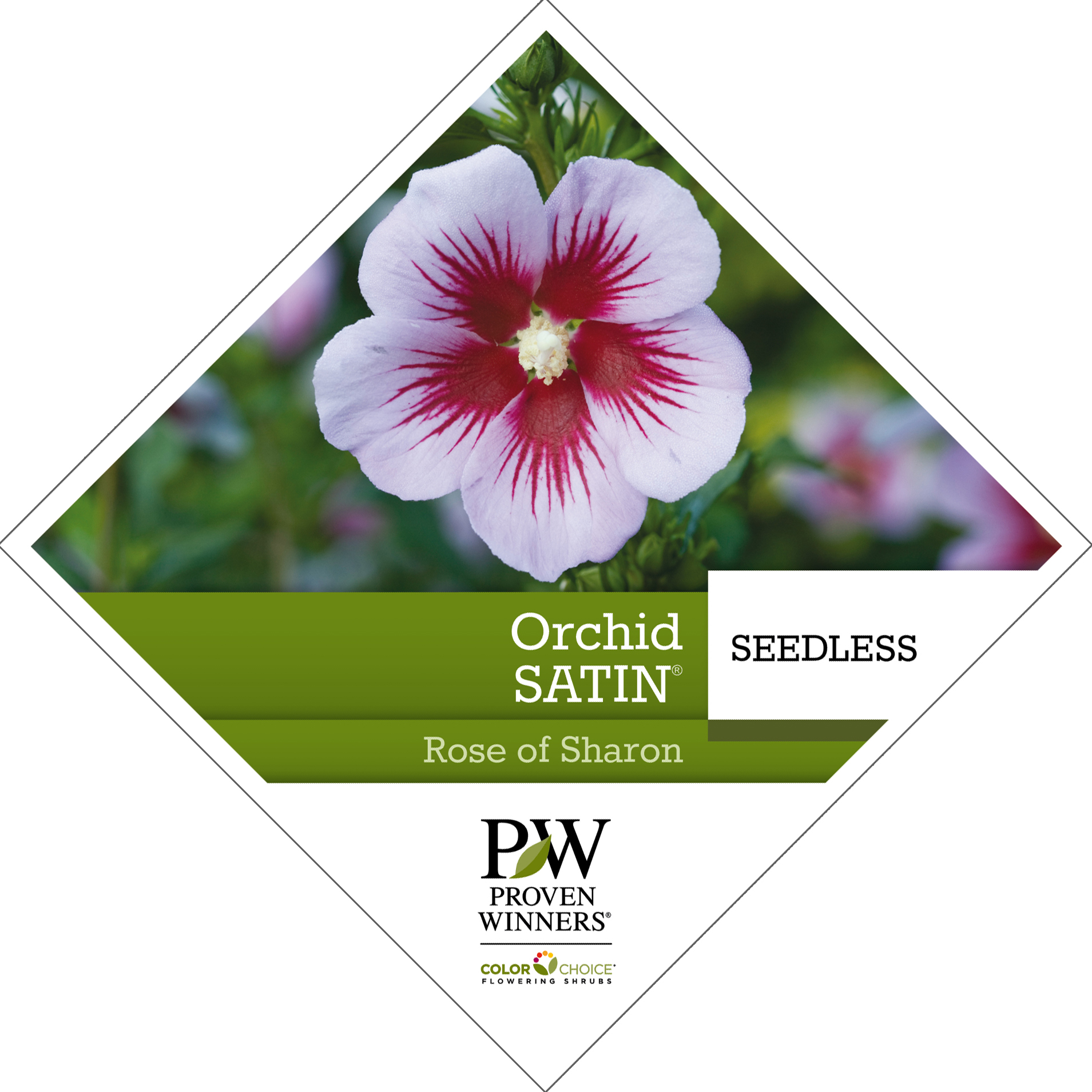Preview of Orchid Satin® Hibiscus PDF