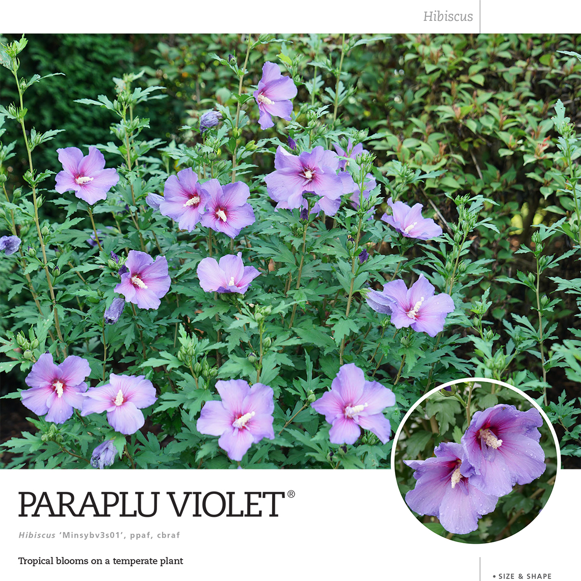 Preview of Paraplu Violet® spec sheet PDF