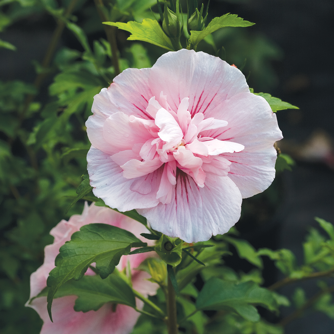 Preview of Plant of the Week August 15, 2019 PDF