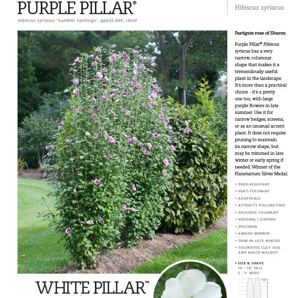 Preview of Purple Pillar® Hibiscus Spec Sheet PDF