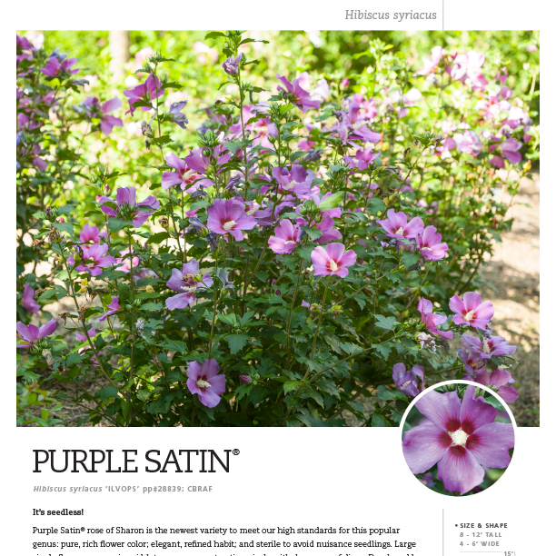 Preview of Purple Satin® Hibiscus Spec Sheet  PDF