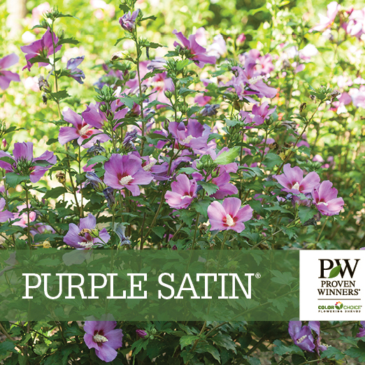 Preview of Purple Satin® Hibiscus Benchcard PDF