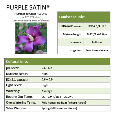 Preview of Purple Satin® Hibiscus Grower Sheet PDF