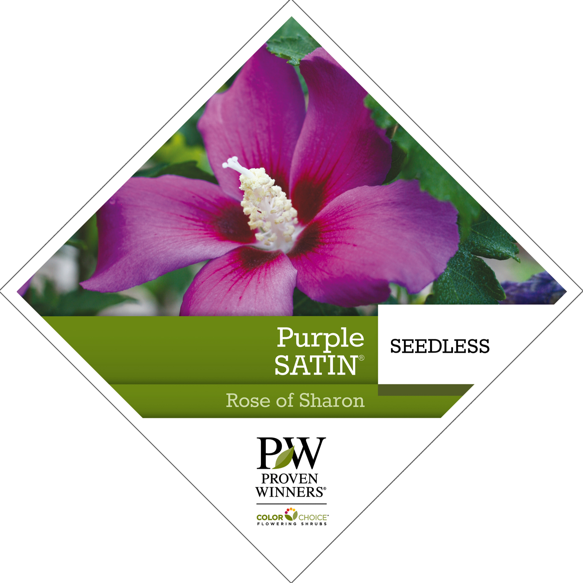 Preview of Purple Satin® Hibiscus Tag PDF