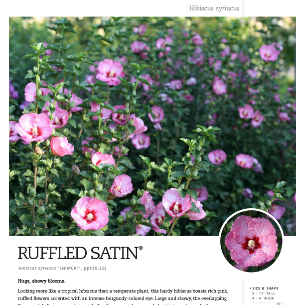 Preview of Ruffled Satin® Hibiscus spec sheet PDF